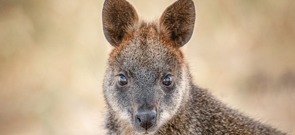 L'eccezionale riproduttività del wallaby di palude: la femmina è sempre incinta