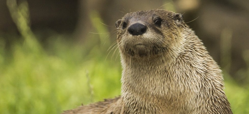 Una lontra