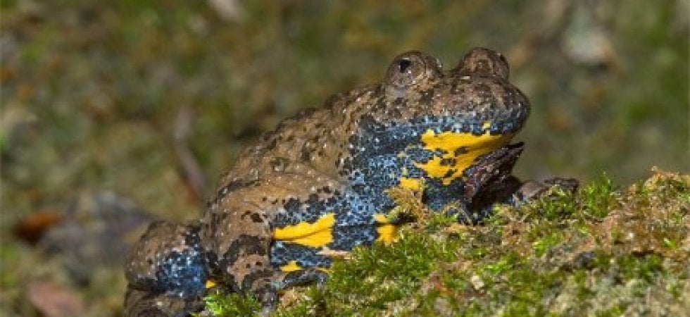 Un ululone appenninico