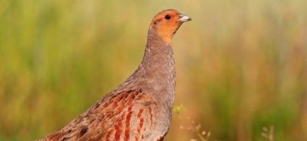 La starna italica &egrave; quasi estinta