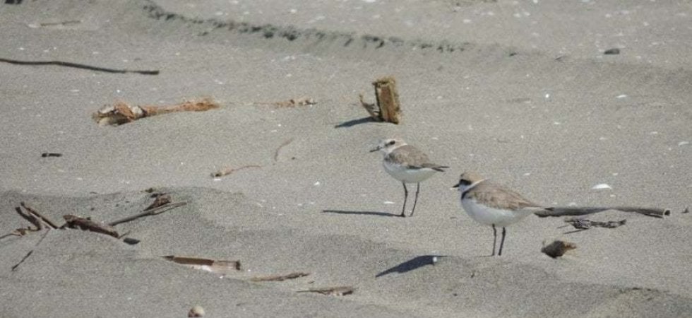 Fratini di mare (Foto Ardea Onlus)