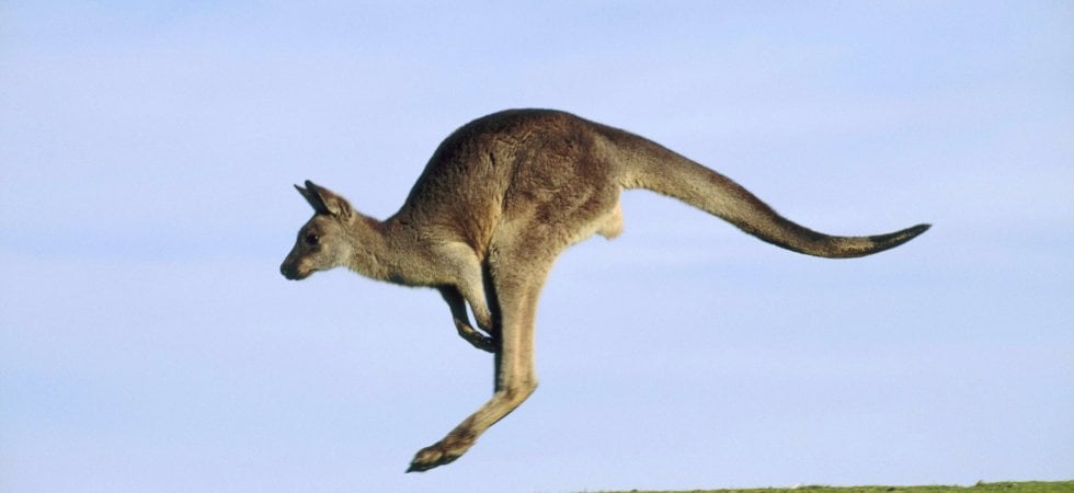 Il canguro, animale simbolo dell'Australia