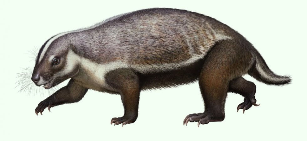 L'Adalatherium hui, secondo una ricostruzione di Andrey Atuchin / Museo di Natura e Scienze di Denver&nbsp;