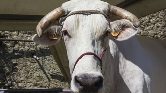 Chianina: la regina delle carni, icona dei paesaggi toscani