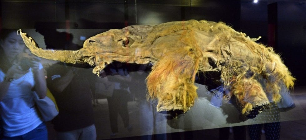 Yuka, la femmina di mammut ritrovata nel permafrost siberiano