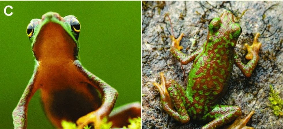 (Foto Cesar Barrio-Amoros/Herpetology Notes)