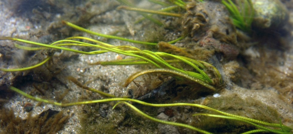 La Isoetes Maliverniana (foto Thomas Abeli/Iucn)