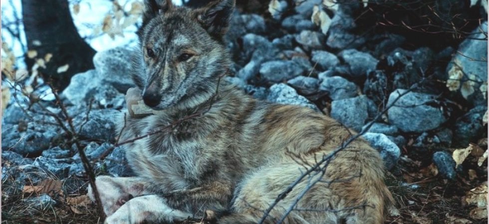 Un incrocio fra cane e lupo, definito ibrido maculato