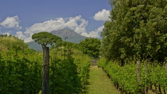 Viaggio alla scoperta dei sapori del Vesuvio, tra piennolo e albicocche