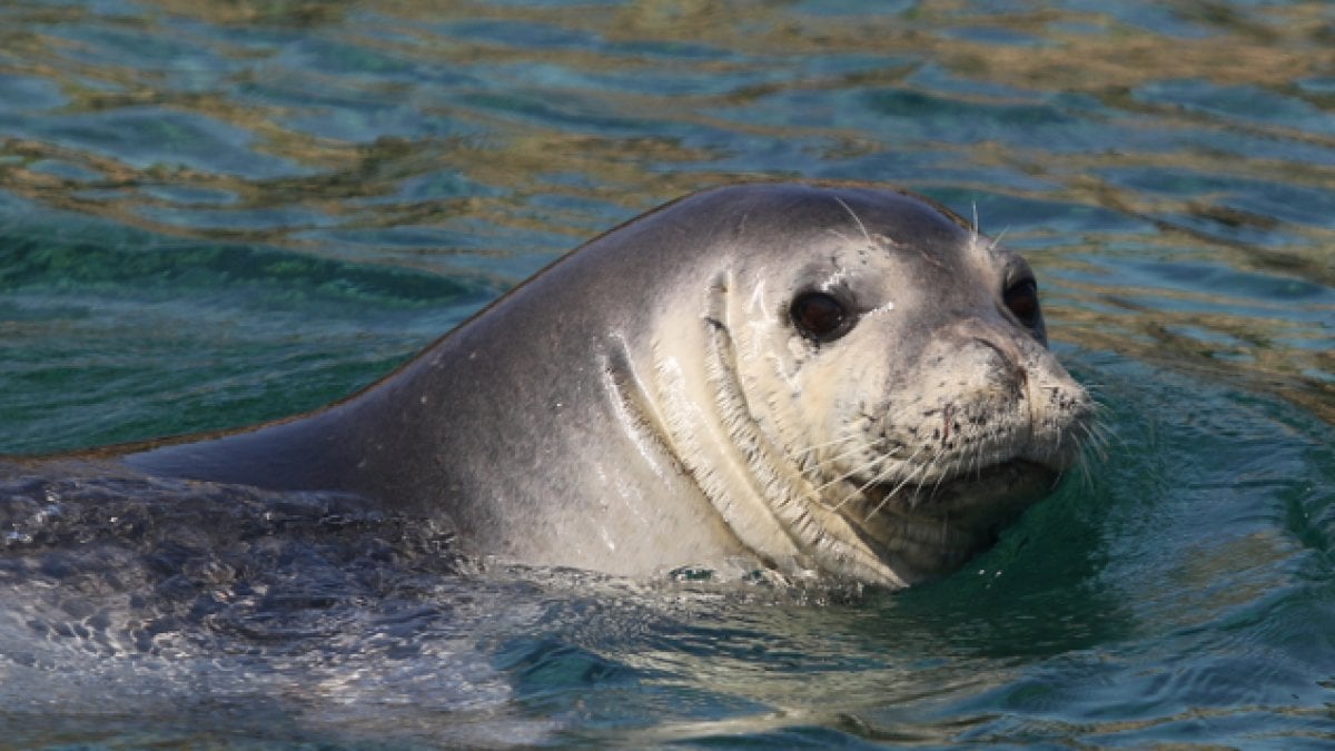 Capraia L isola chiude Il Mare Per Proteggere La Foca Monaca La 