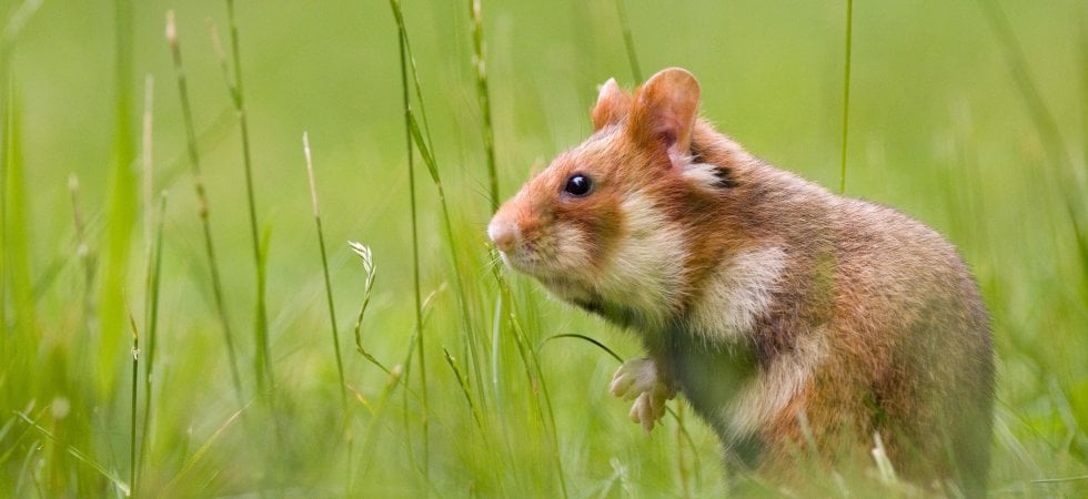 Il criceto europeo