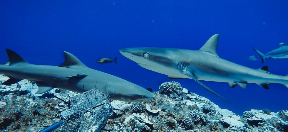 Una trappola per gli squali nel reef