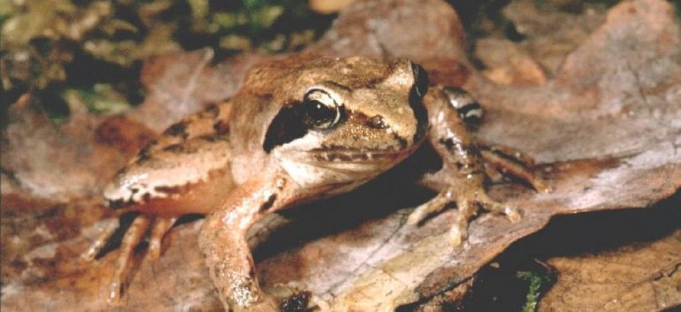 Rana latastei (foto: Franco Andreone / calphotos.berkeley.edu - via Wikimedia Commons)