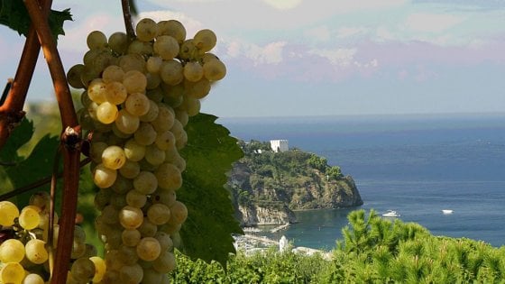 Biancolella d'Ischia
