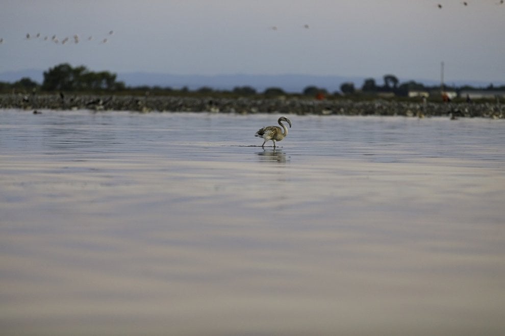 Camargue, i baby fenicotteri dalle piume grigie