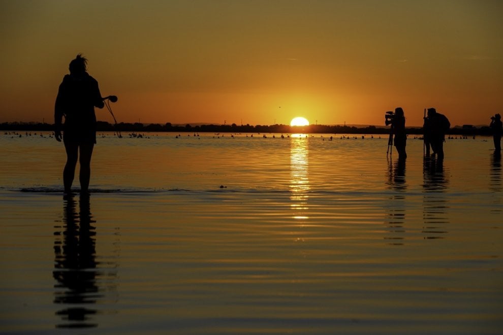 Camargue, i baby fenicotteri dalle piume grigie