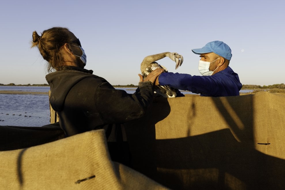 Camargue, i baby fenicotteri dalle piume grigie
