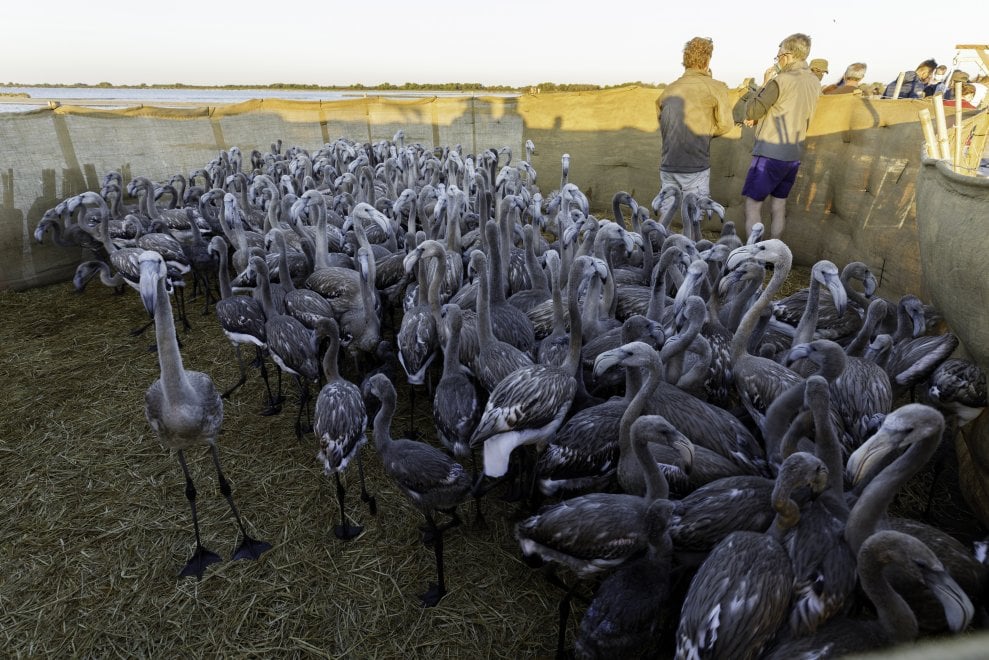 Camargue, i baby fenicotteri dalle piume grigie