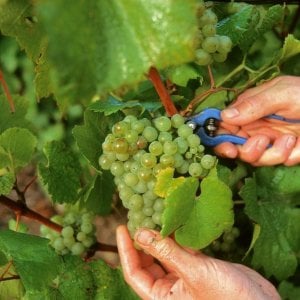 Un'immagine della vendemmia in champagne