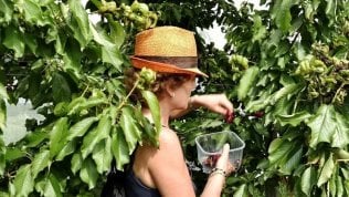 Ortofrutta settore sostenibile pronto a Green Deal