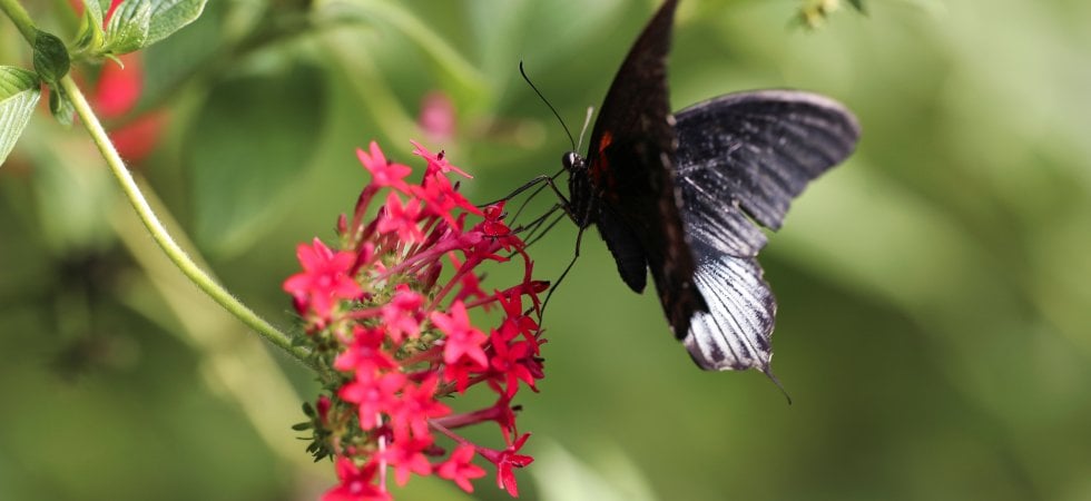 Il valore degli impollinatori
