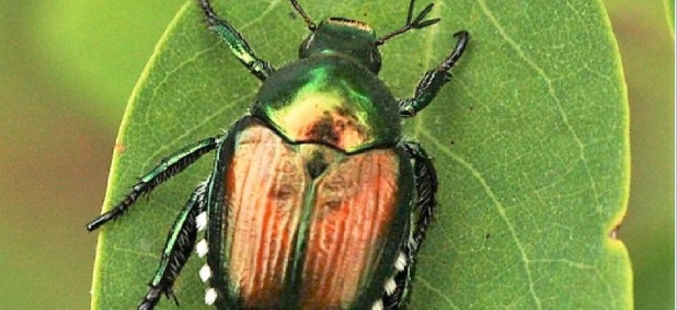 La Popillia japonica arriva dal Giappone