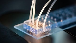 Il Politecnico di Milano guida il progetto "Newmed"