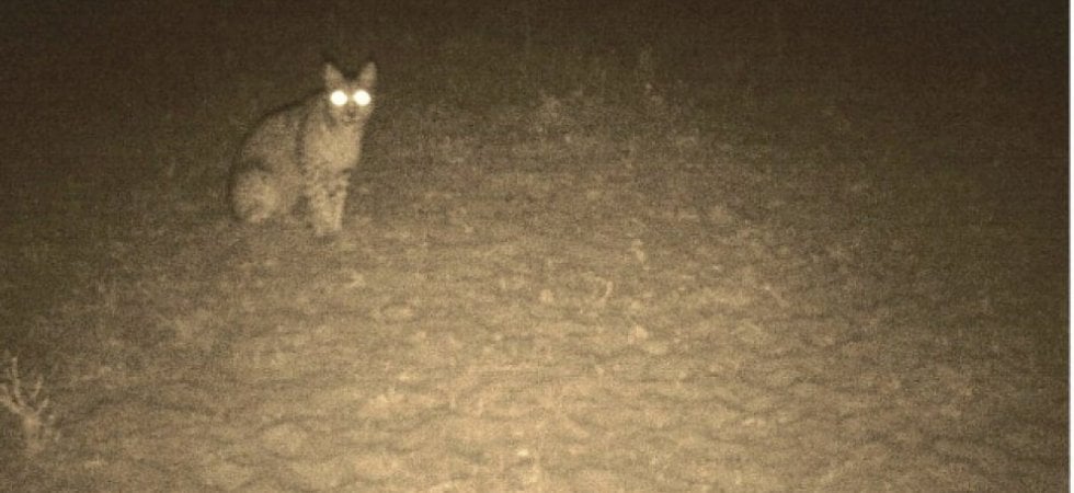 Una lince iberica fotografata nel 2013