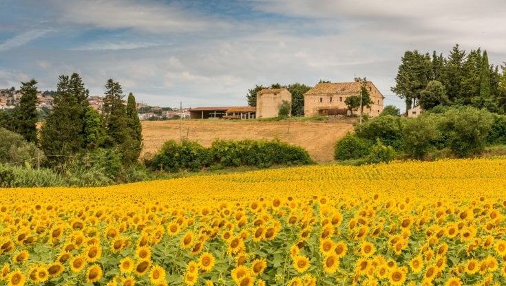 Un'altra agricoltura è possibile: l'anima bio delle Marche