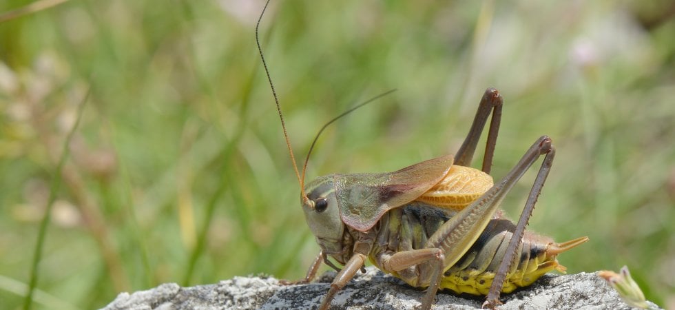 Il grillo dell'Anatolia