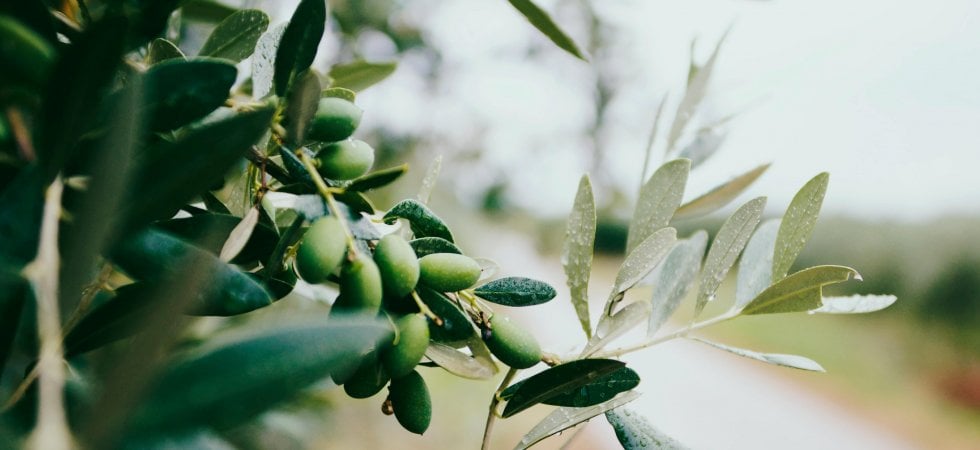 L'olio come bio comanda