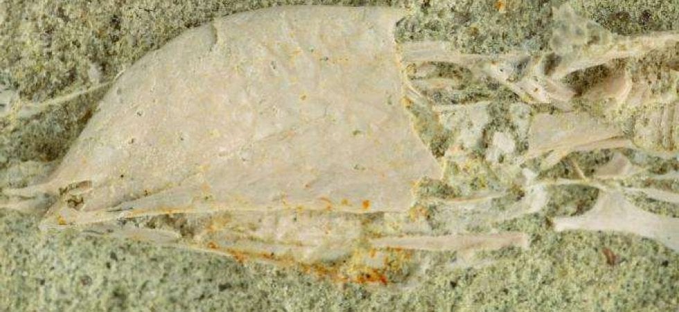 Il Falcatakely incastonato nella roccia