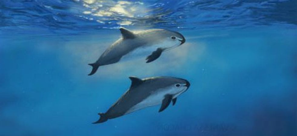 La focena cerca amici in mare