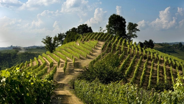 Sulle dolci colline del Roero: un vino, un territorio, una storia
