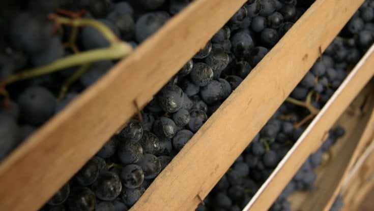 Gli occhi del mondo sulla Valpolicella (e i suoi vini)