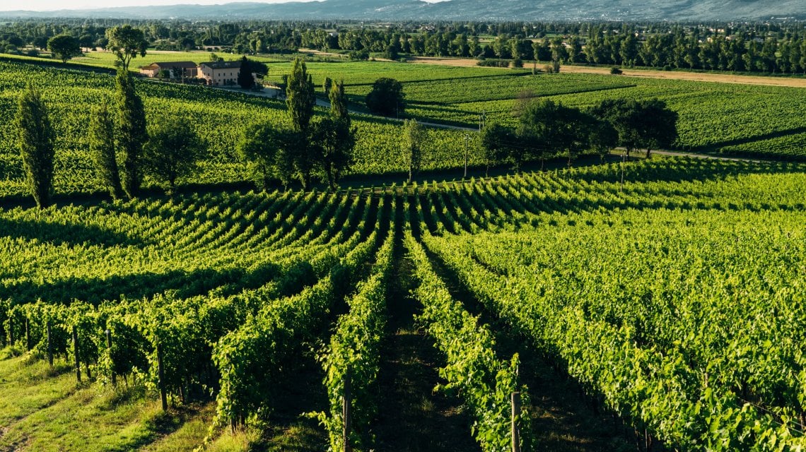 Vigna del Roccolo