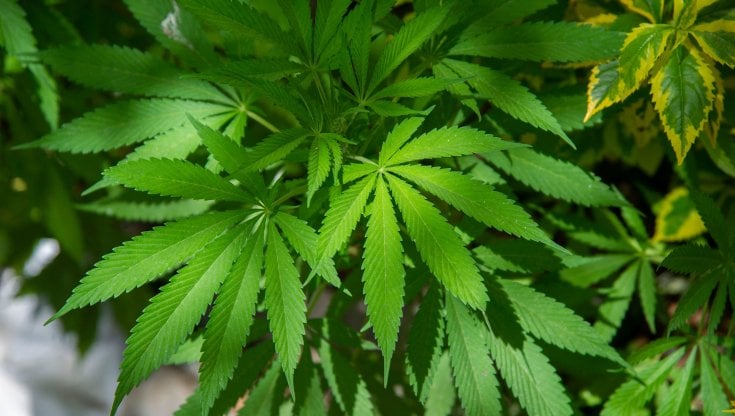 Cannabis, l'appello delle Sardine: "Approvare la legge per la coltivazione domestica". Ma la Lega attacca