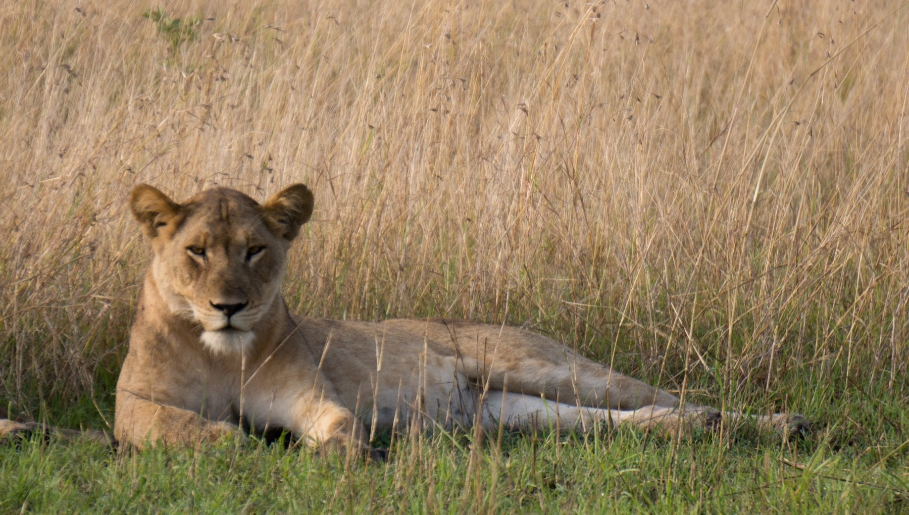Uganda Sei Leoni Morti E Mutilati In Un Parco Forse Avvelenati La 