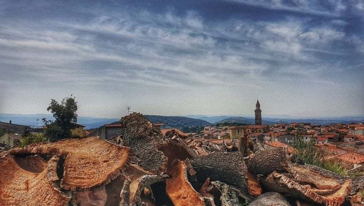 Sughero (foto di Paola Atzeni)