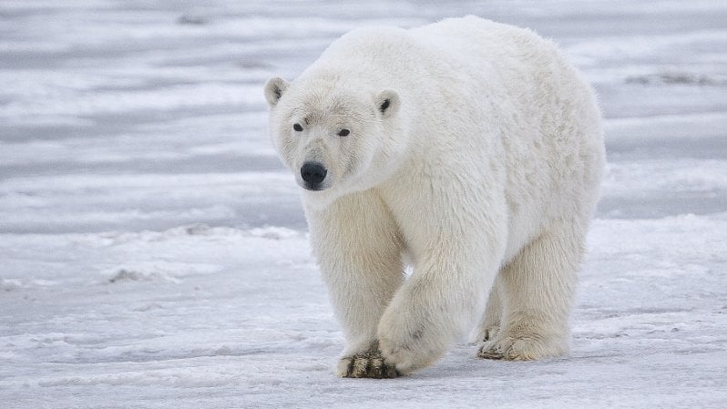 Alaska, Biden salva l'orso polare: cancellati i permessi petroliferi di Trump