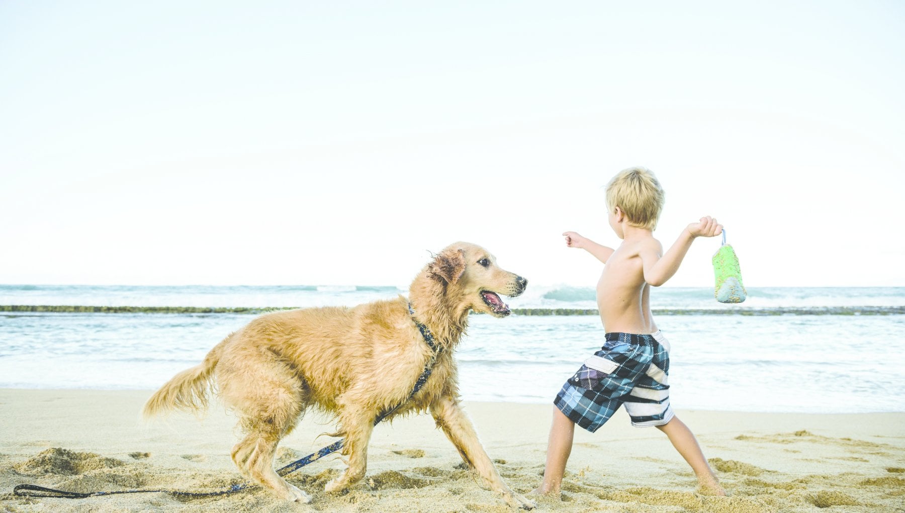 Un estate In Spiaggia Con Il Cane I Diritti E I Doveri Del Padrone e 