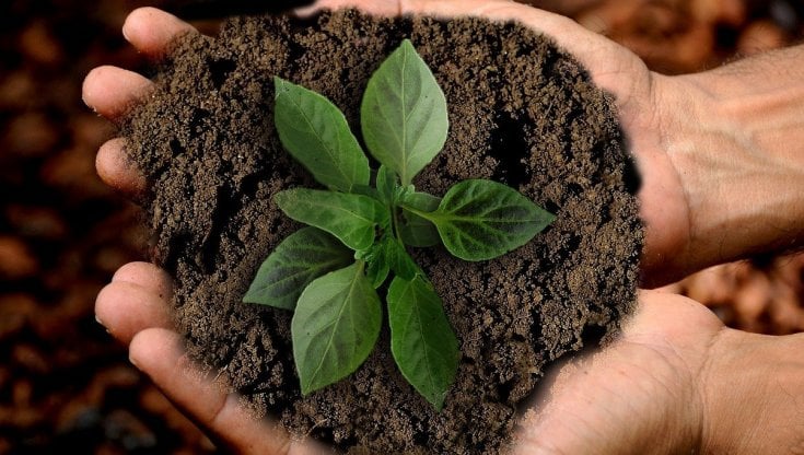 Non solo green, i falsi miti della sostenibilità ambientale 