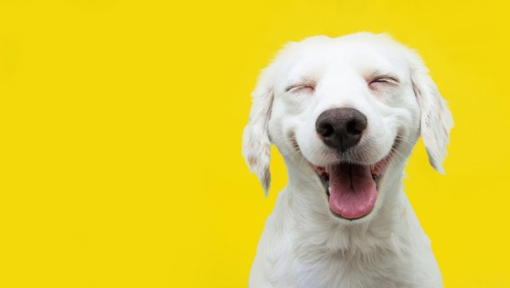 Consumi: a maggio non è più tempo di preparati fatti in casa. Crescita costante del "pet care" 