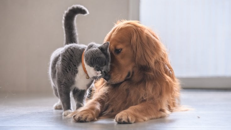 Vola Il Mercato Per Animali Da Compagnia La Pandemia Fa Decollare Le 