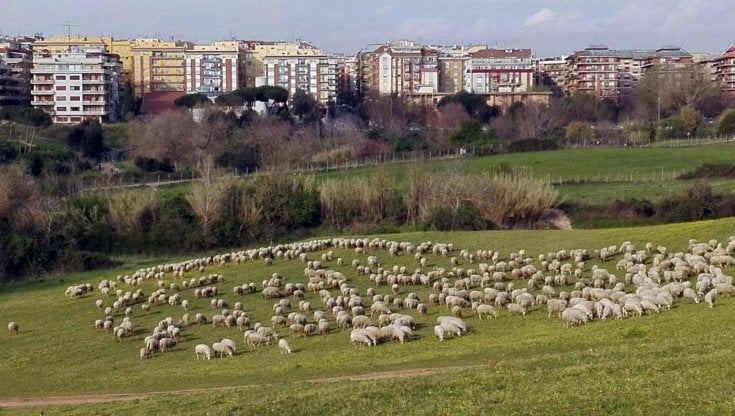 Roma: dall'amatriciana alle pecore taglia-erba, la fuga dalla politica della sindaca Raggi