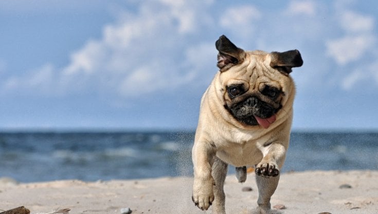Ai confini dell'animalità: un carlino a Ventotene