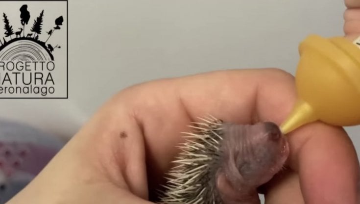 Ambiente, sul Lago di Garda una clinica per gli animali feriti. I volontari: "Qui li salviamo dall'incuria della gente"