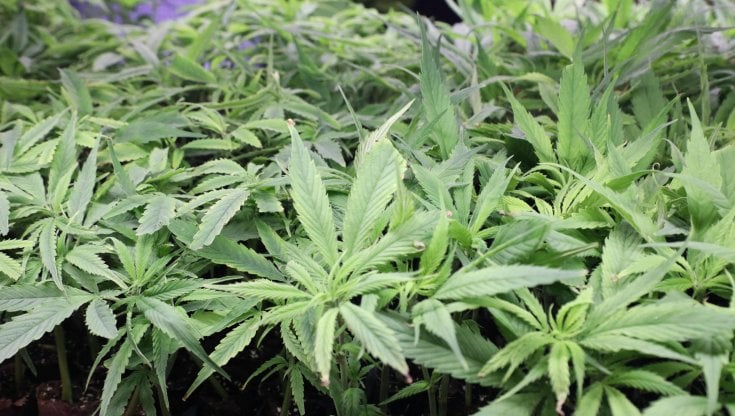Cannabis, l'invito di Grillo a favore del referendum: "Firmate e fate firmare"
