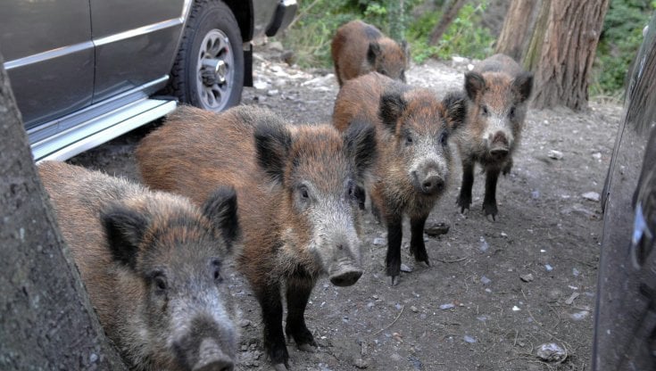 Cinghiali, pesci, cani e storni, il bestiario che anima la campagna elettorale