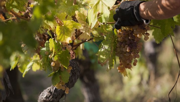 L'uva dorata di Bosa (foto: Consorzio di Tutela Malvasia di Bosa)&nbsp;